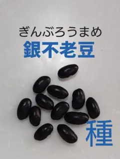 3912○700粒以上山椒の種京都丹波産①送込￥760［260520］ - メルカリ