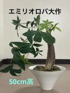 2025年最新】EMILIO ROBBA フラワー・ガーデニングの人気アイテム