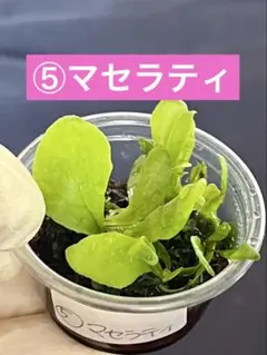 中型ビカクシダ 壁掛け用　『マセラティー』① 中型ビカクシダ 壁掛け用 『マセラティー』① - メルカリ