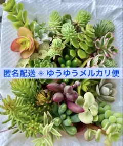 多肉植物カット 苗セット 寄せ植え 詰め合わせ おまかせ