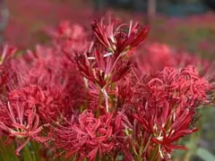 赤花ネムノキ ヒネム ベニゴウカン 観葉植物 - メルカリ