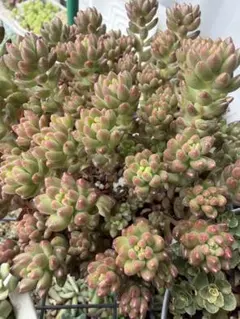 多肉植物 セダム 木立性ブレビフォリウム そよ風の天使 20カット