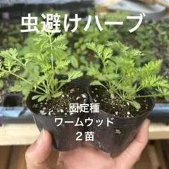 kuro様 リクエスト 3点 まとめ商品