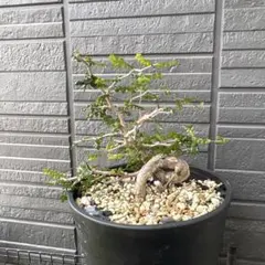 オペルクリカリア　パキプス　実生