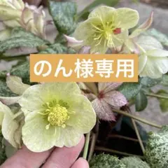 のん様専用 クリスマスローズ スノーフィーバー セルフ　2年生なりたて 1株