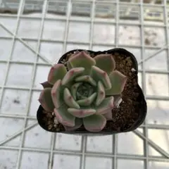 ざじ様 リクエスト 3点まとめ商品