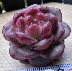 M*n様 No.e203新入荷　紅熊獅　エケベリア　多肉植物　撮影12月4日