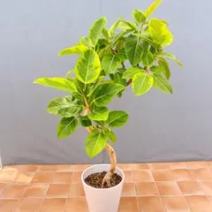 フィカス ベンガレンシス 8号 150cm S-shaped tree form - メルカリ