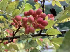 花山椒 新鮮摘みたて 100g - メルカリ