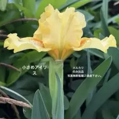 小型種 小さめジャーマンアイリス イエロー 1球のサムネイル