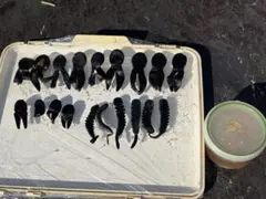 2026年最新】Uncle Joshの人気アイテム - メルカリ