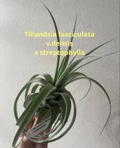 希少Tillandsia duratii 斑入りvariegated - メルカリ