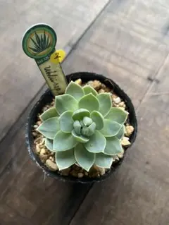 新種 03 Echeveria badiae | Mercari