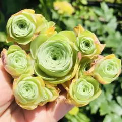 ロリンカ　群生　グリーノビア　多肉植物のサムネイル