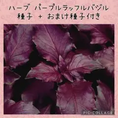 【種子】★期間限定増量中★ハーブ パープルラッフルバジル　おまけ種子付き