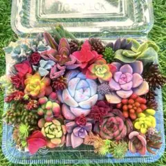 多肉植物カット苗　寄せ植えセット
