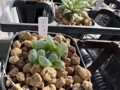 ハオルチア デカオブのサムネイル