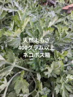 1.岡山県産 天然よもぎ 400グラム以上 ネコポス箱のサムネイル