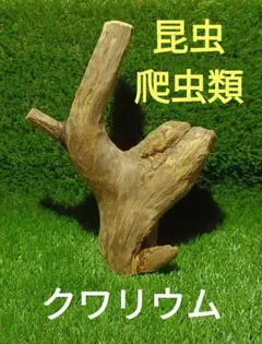 2026年最新】止まり木 爬虫類の人気アイテム - メルカリ