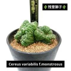 2026年最新】綴化サボテンの人気アイテム - メルカリ