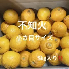 有田みかん　純宝丸　不知火 小さ目サイズ5㎏入り