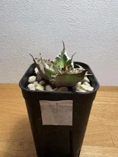 2026年最新】アガベチタノタシーザーの人気アイテム - メルカリ