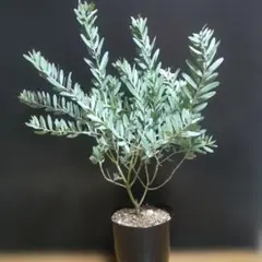 2026年最新】アカシア ブルーブッシュの人気アイテム - メルカリ