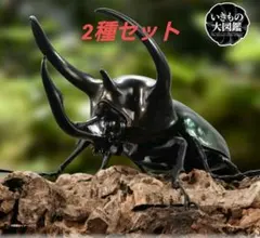 【新品】いきもの大図鑑　かぶとむし06