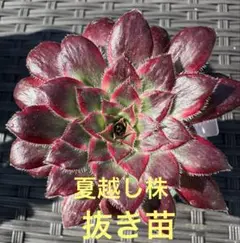 2025年最新】アエオニウム フェニックスフレイムの人気アイテム