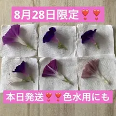 8月28日限定❣️発送❣️❣️朝顔 色水などに 乾燥朝顔の花材 7枚セット❣️❣️