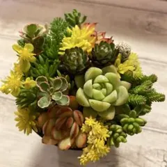 そのまま飾れる多肉植物寄せ植え こぼれ鉢 管理書付き - メルカリ