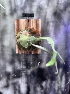 ADA NATURE AQUARIUM LILY PIPE V-7 Φ17 希少 ADA NATURE AQUARIUM LILY PIPE V-7 Φ17 希少 - メルカリ