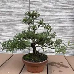☆TIME SALE☆ 磯山椒（イソザンショウ） 天梅/テンバイ サンゴ付き