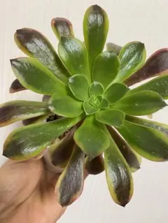 スーパーバン　アエオニウム　抜き苗　12㎝