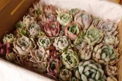 S 多肉植物詰め合わせ