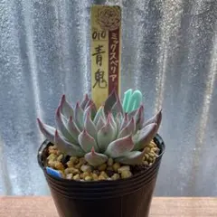 2025年最新】おらいさん苗 青鬼の人気アイテム - メルカリ