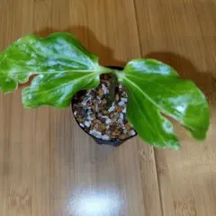 2026年最新】バオバブの木の人気アイテム - メルカリ