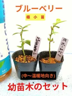 (406)ブルーベリーの幼苗木 【ピンクレモネードのセット】のサムネイル