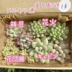 13 萌豆 キャビアetc 多肉植物 多肉弁当　詰め合わせ　寄せ植え セット