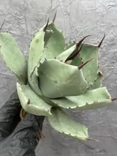 2026年最新】アガベ パリー 大株の人気アイテム - メルカリ