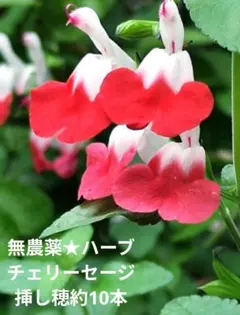 無農薬✿チェリーセージいちごミルク✿挿し木用挿し穂✿約10本
