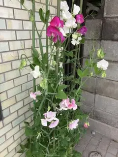 スイートピー の種　MIX50粒