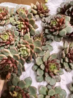 じゃすみん＊プロフ一読お願い様 リクエスト 6点 まとめ商品