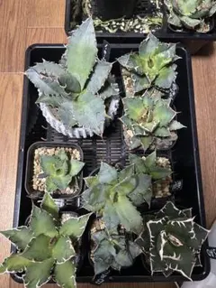 2026年最新】緋紅牡丹の人気アイテム - メルカリ