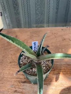 大豆様 リクエスト 5点 まとめ商品