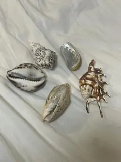 貝殻 5個セット 置物 コレクション