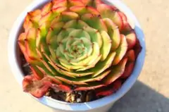 RITSURO SEKIGUCHI様 リクエスト 4点 まとめ商品