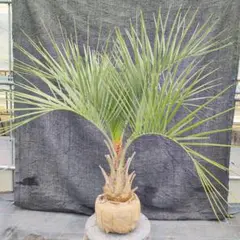 2025年最新】ココスヤシシルバーの人気アイテム - メルカリ