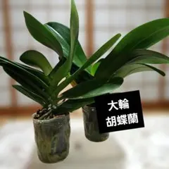 大輪　コチョウラン　胡蝶蘭　白花後苗　2苗のサムネイル