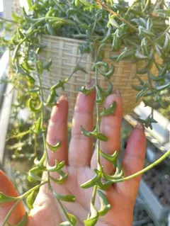 バナナネックレス カット苗 サイズ不揃い 挿し木用 多肉植物 - メルカリ